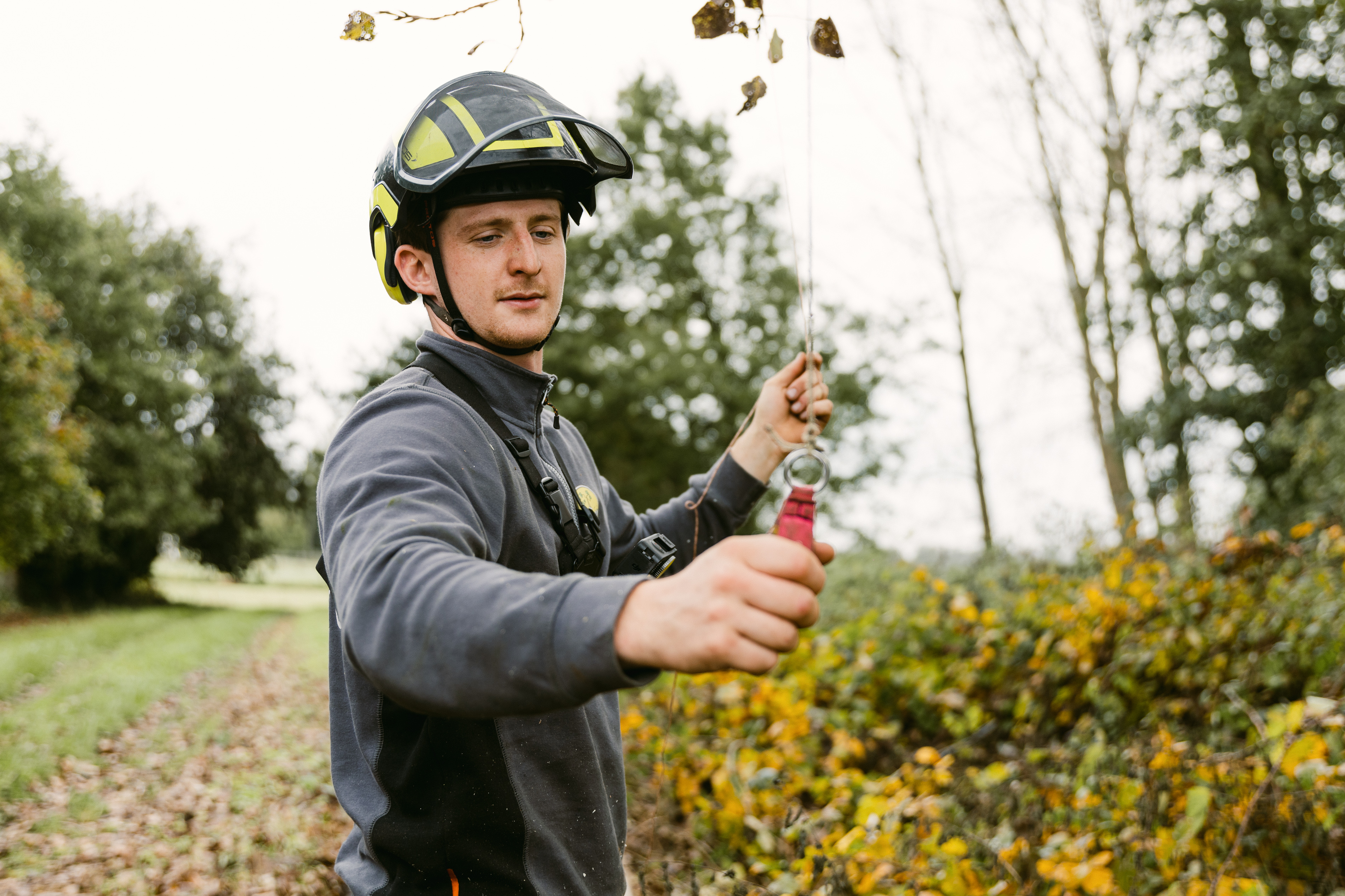 Het uitfrezen van boomwortels