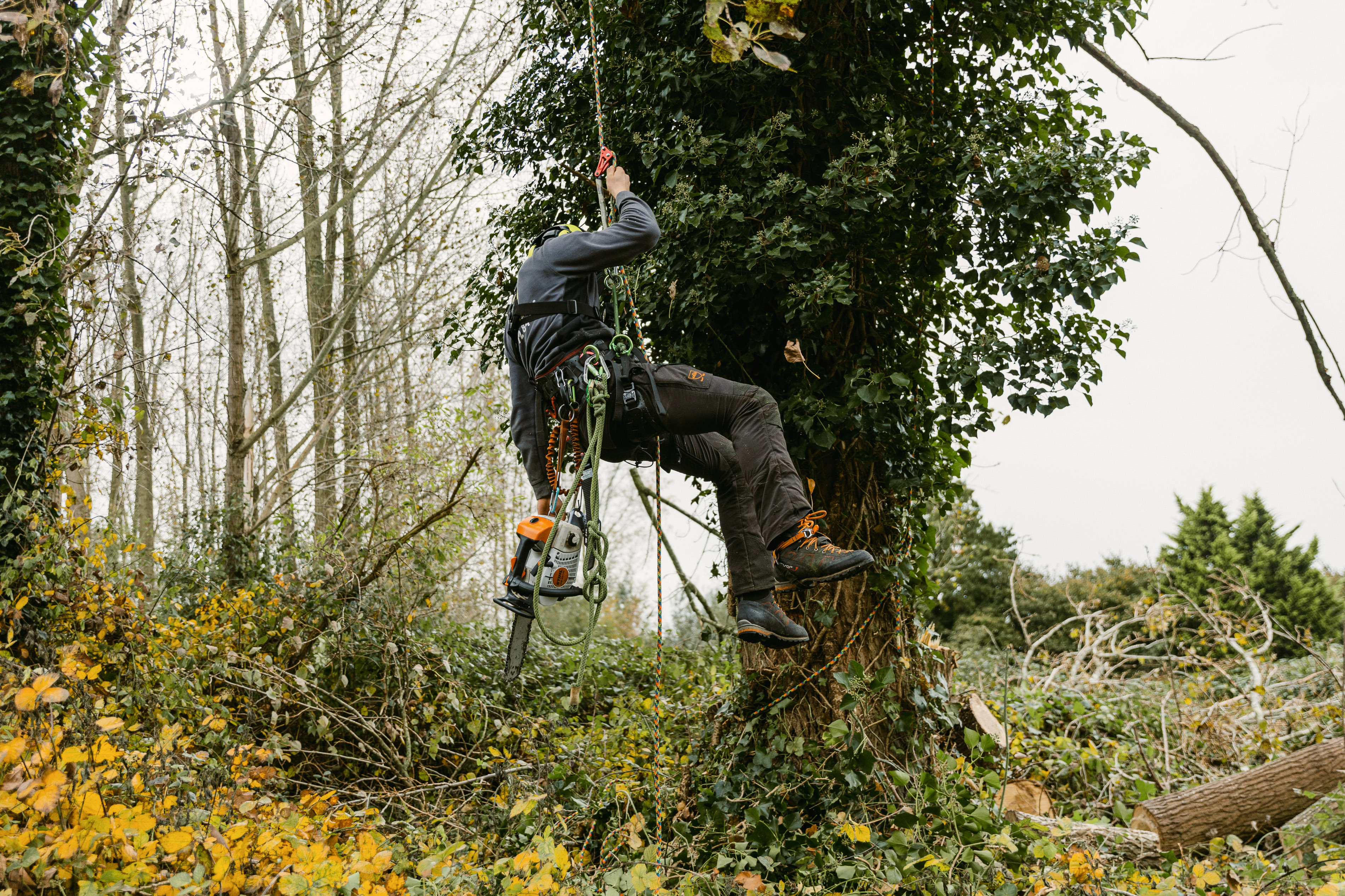 Vellen van gevaarlijke bomen