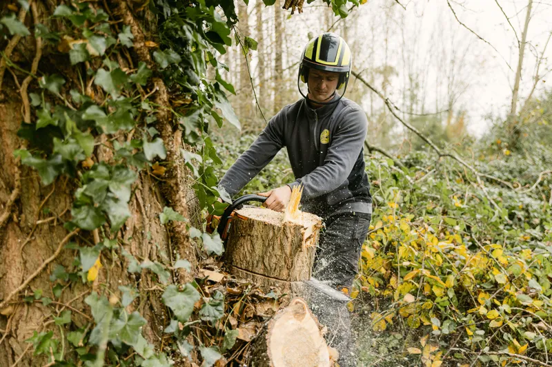 Arborist zaagt grote stronk, zaagsel spat weg