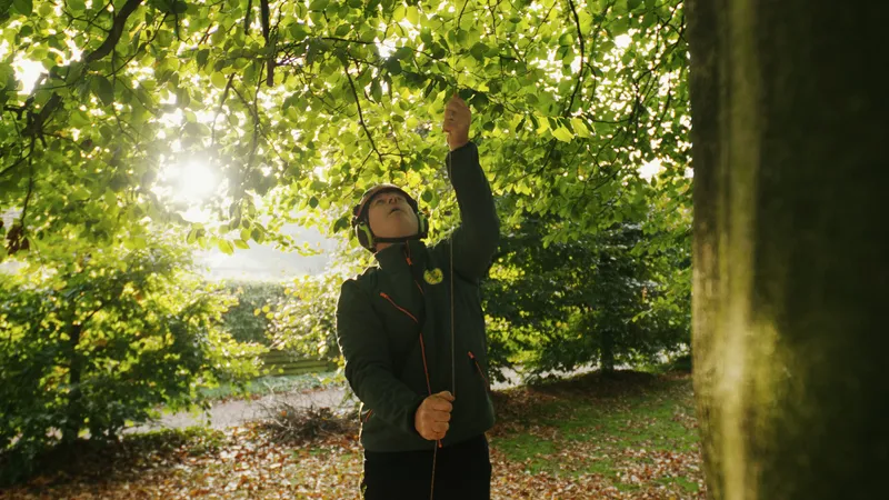 Arborist onderzoekt boomkruin in warm goudlicht